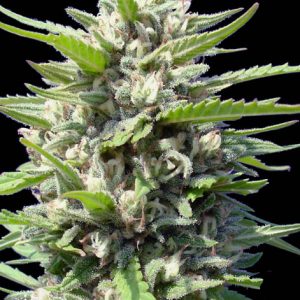 Northern Lights Autofloreciente