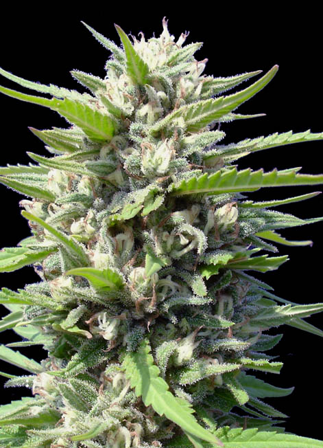 Semilla de cannabis Northern Lights Autofloreciente Northern Lights Autofloreciente