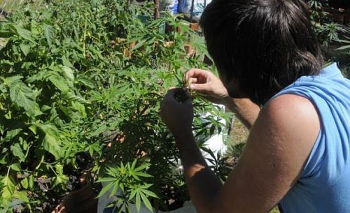 Autocultivo cannabis Uruguay