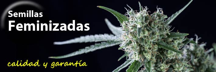 Semillas de marihuana feminizadas Genehtik
