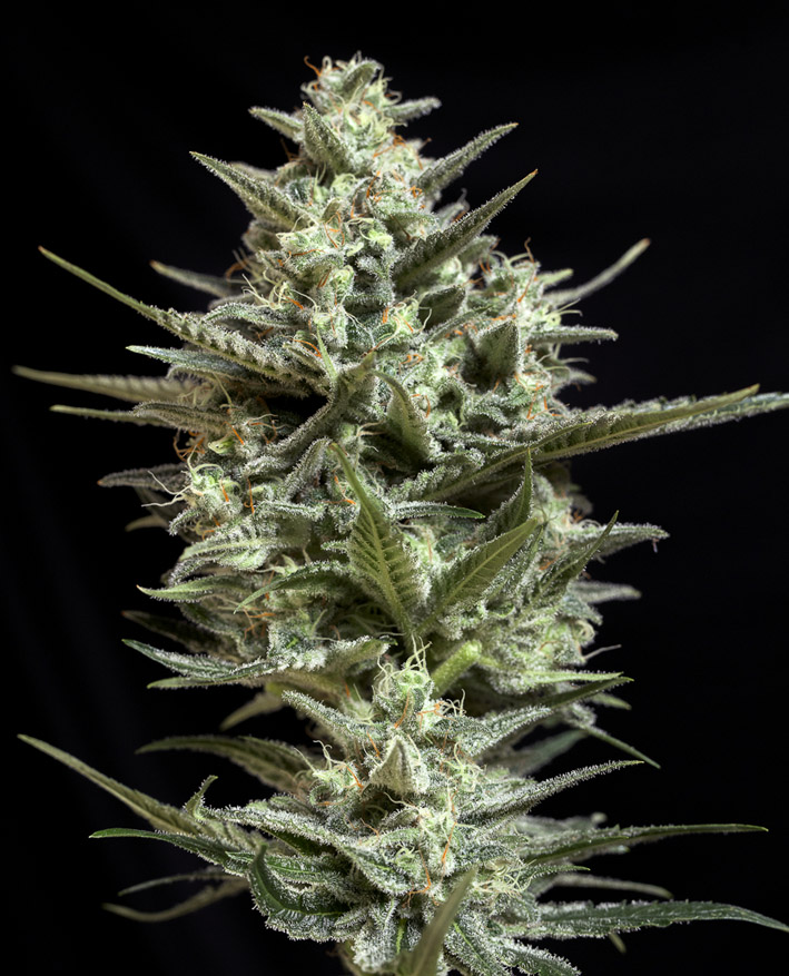 Semilla de marihuana feminizada Sweet Bilbo