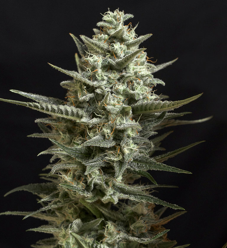 Semilla de marihuana feminizada Sweet Bilbo