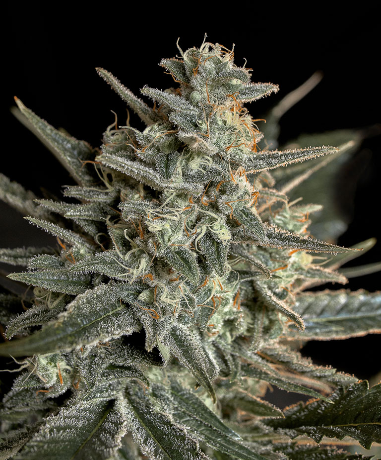 Semilla de marihuana feminizada Sweet Bilbo