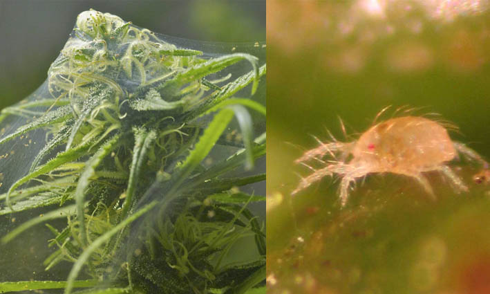 Araña Roja - Plaga del cannabis