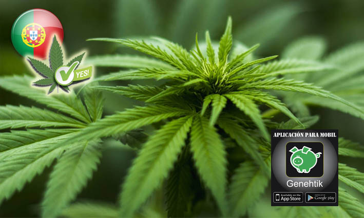 Portugal legaliza el cannabis medicinal