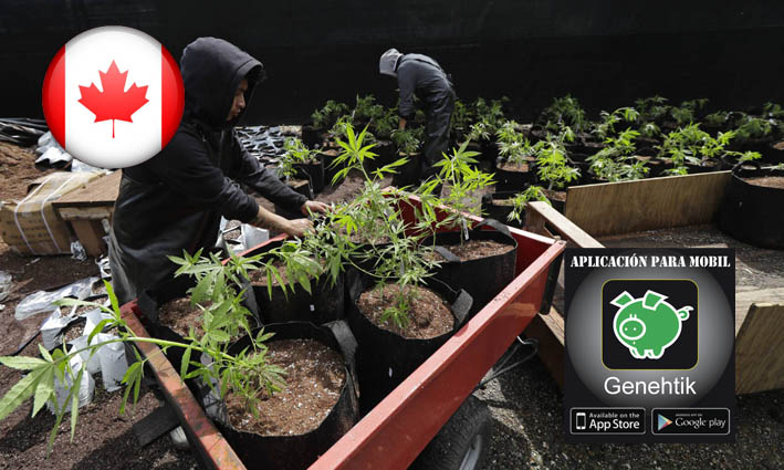 Canada aprueba ley para legalizacion de la marihuana