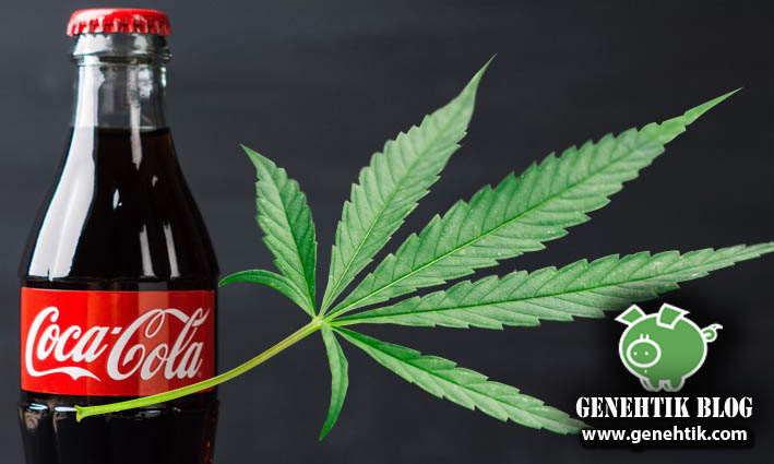 Coca-Cola estudia preparar bebidas con marihuana