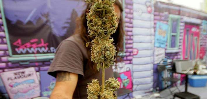 Expoweed 2018 feria cannabis