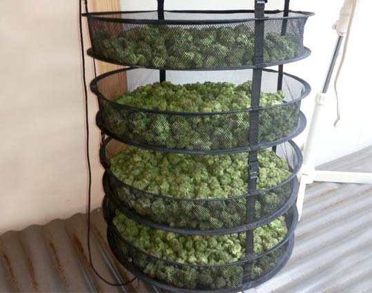 secado de marihuana en una malla