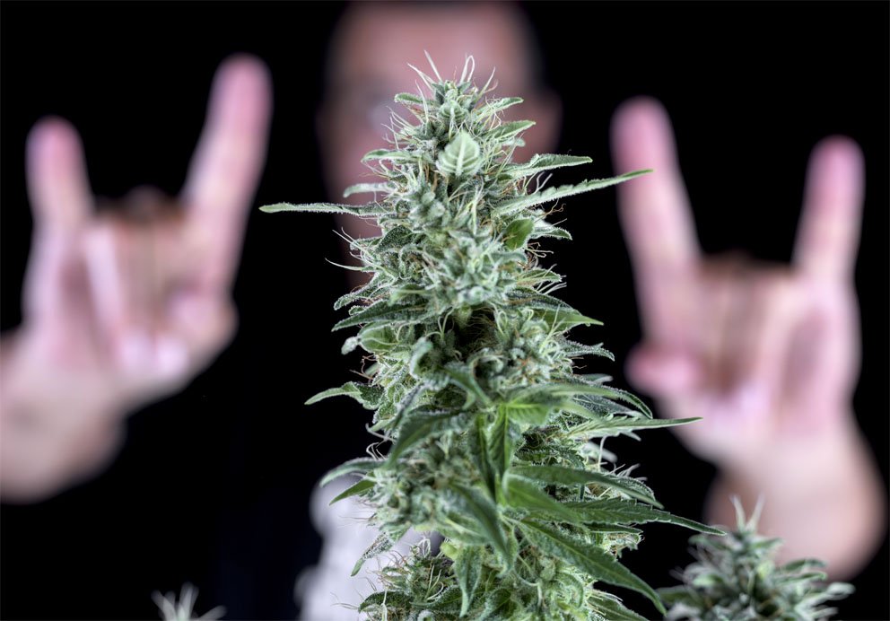 Banco de semillas de marihuana Genehtik