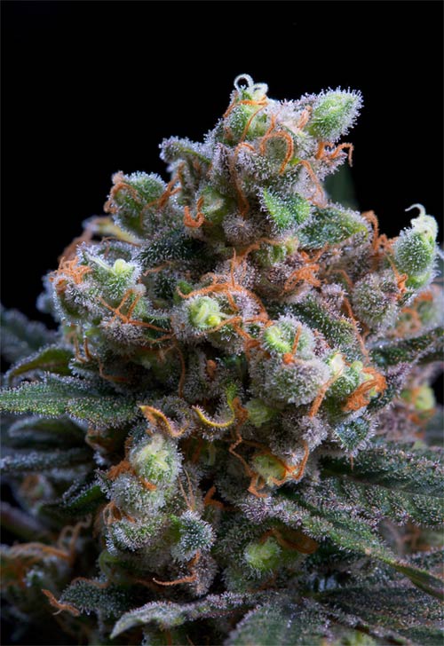 Semilla de cannabis feminizada Kritikal Bilbo