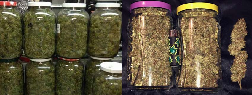 Tutorial para un correcto curado de la marihuana