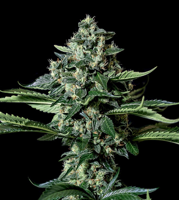 Gorila Bilbo - Semilla de cannabis feminizada