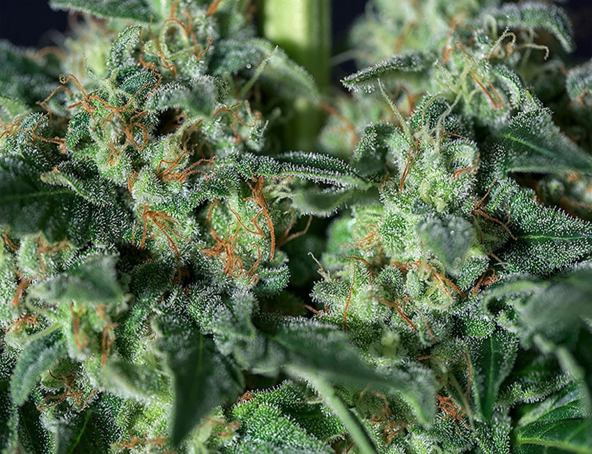 Gorila Bilbo - Semilla de cannabis feminizada