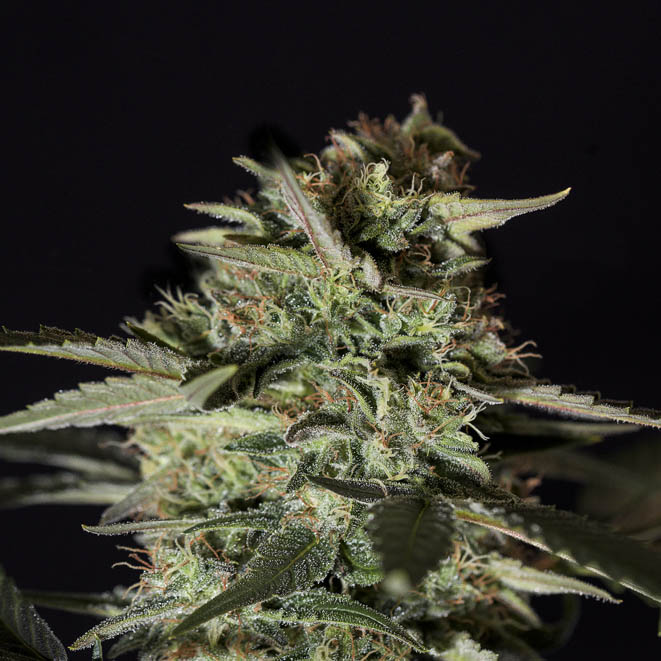 Medizinal CBD -Semilla de marihuana feminizada Medizinal CBD -Semilla de marihuana feminizada