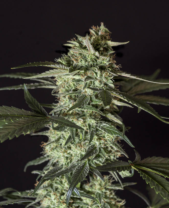 Medizinal CBD -Semilla de marihuana feminizada