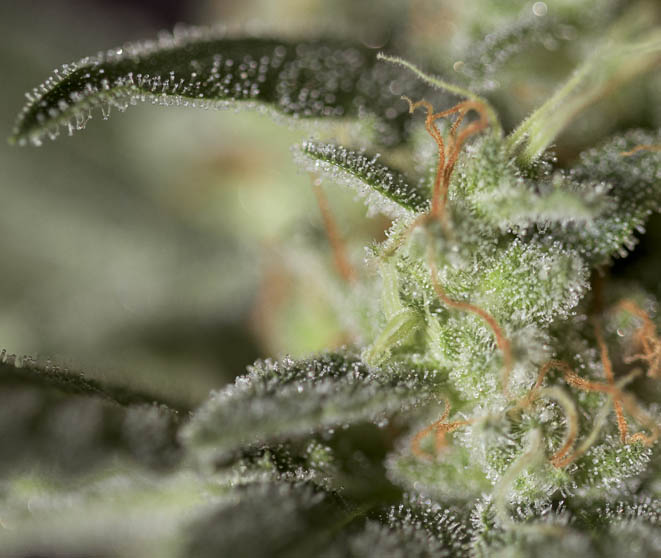 Medizinal CBD - Image 3