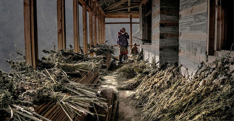 cultivo cannabis en la meseta del Tibet