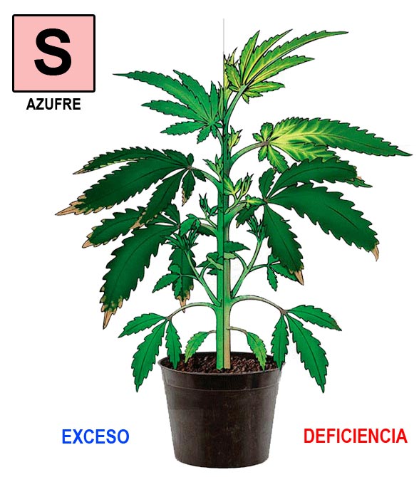 Azufre-cannabis