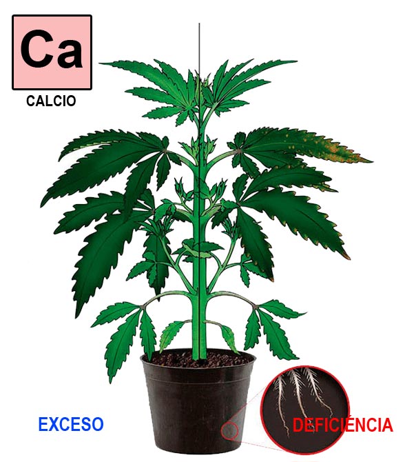 Calcio-cannabis