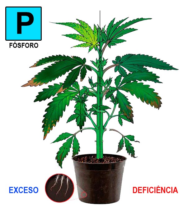 Fósforo-cannabis