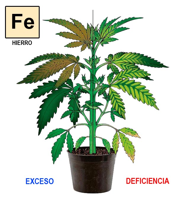 Hierro-cannabis