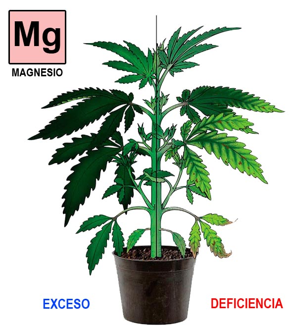 Magnesio-cannabis