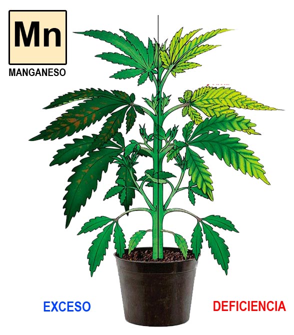 Manganeso-cannabis