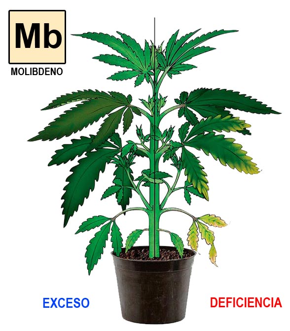 Molibdeno-cannabis
