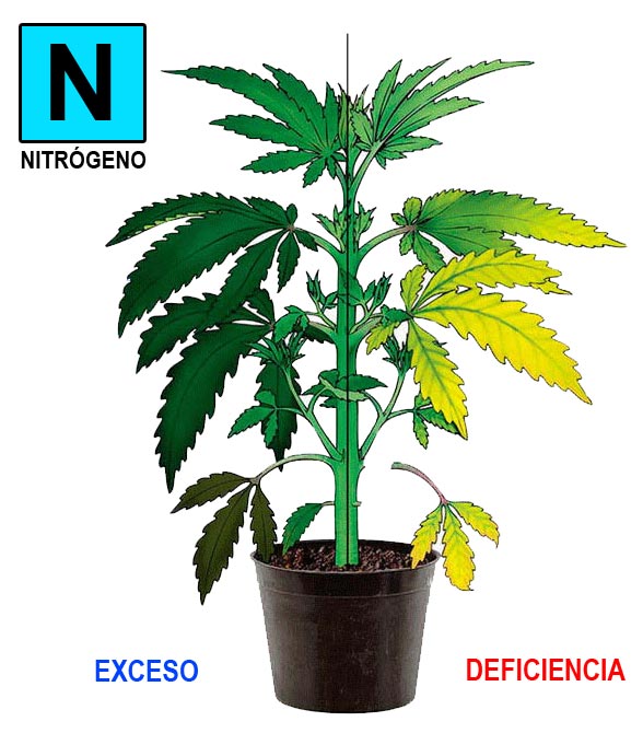 Nitrogeno-cannabis