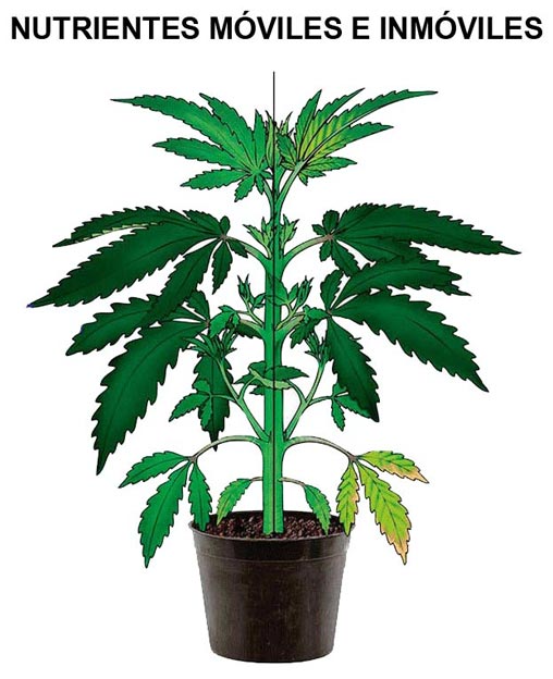 Nutrientes móviles e inmóviles Nutrientes móviles e inmóviles