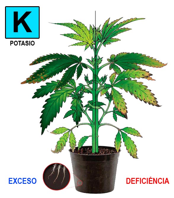 Potasio-cannabis