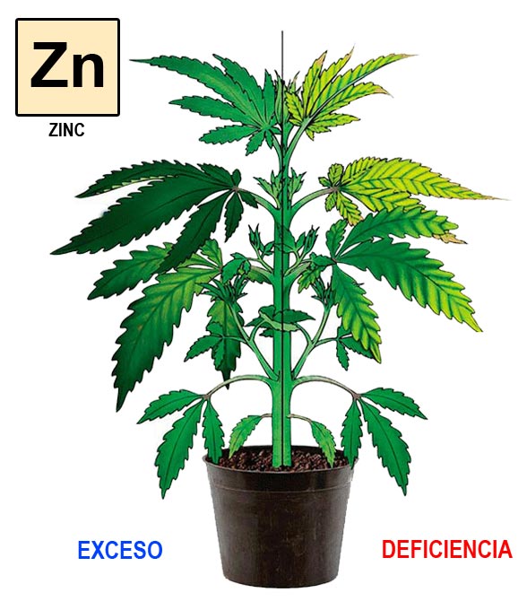Zinc-cannabis