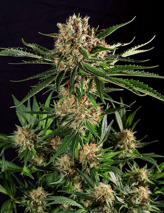 Txerri Bilbo Haze - Semilla de cannabis feminizada