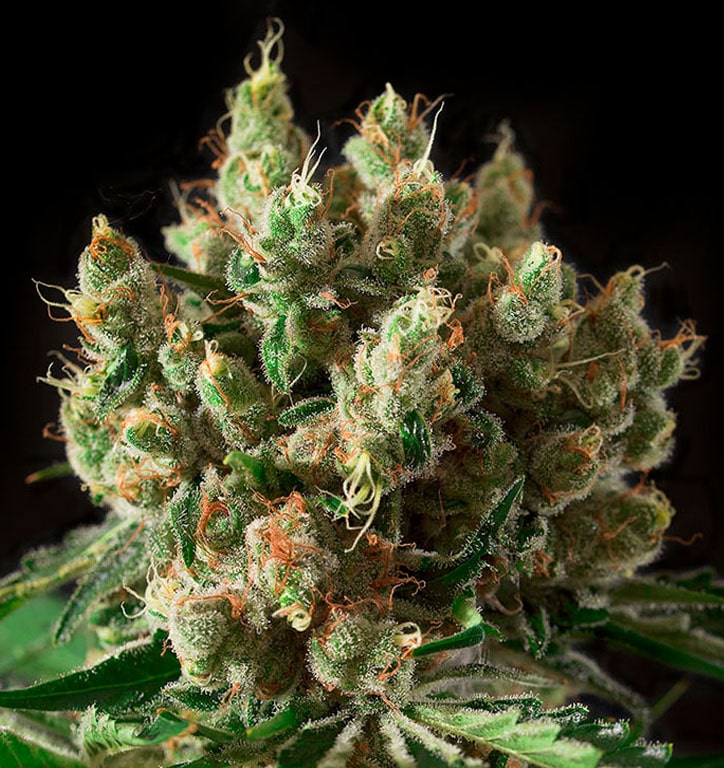 Txerri Bilbo Haze - Semilla de cannabis feminizada