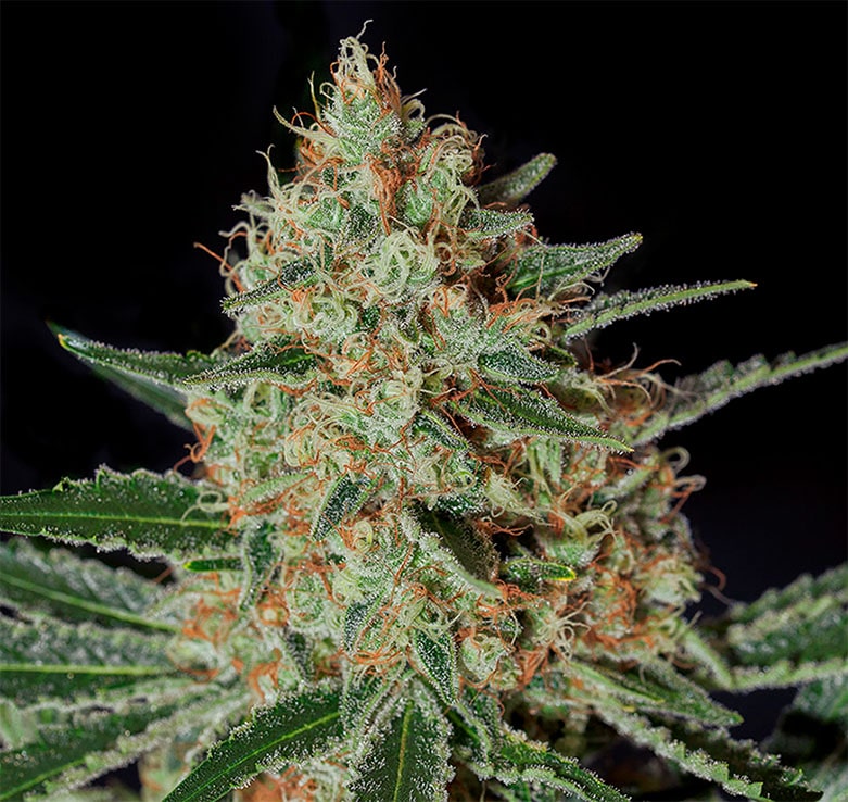 Txerri Bilbo Haze - Image 4