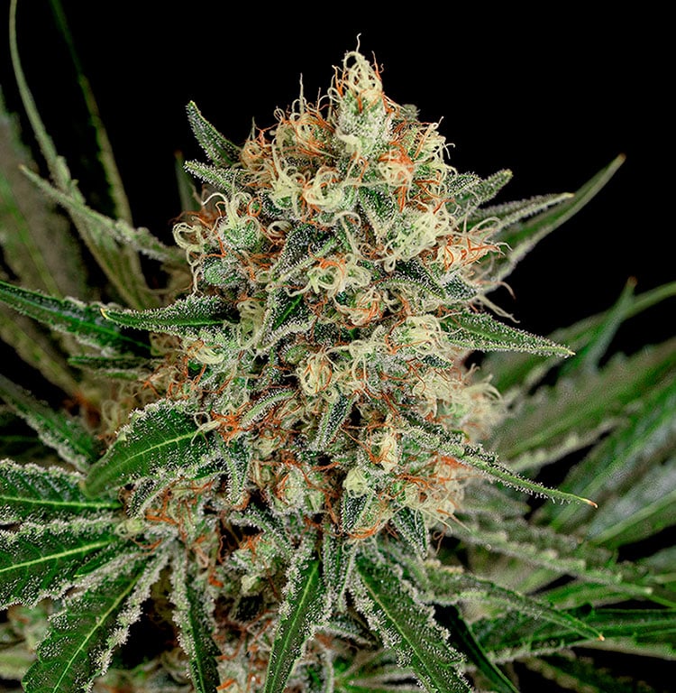 Txerri Bilbo Haze - Semilla de marihuana feminizada Txerri Bilbo Haze - Semilla de cannabis feminizada