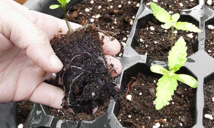 Peligros de la etapa de crecimiento del cannabis. Podredumbre radicular cannabis