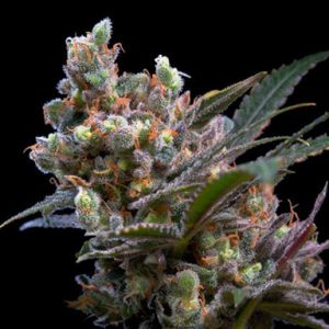 Semilla de cannabis feminizada Kritikal Bilbo - Genehtik Seeds