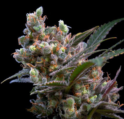 Semilla de cannabis feminizada Kritikal Bilbo - Genehtik Seeds Semilla de cannabis feminizada Kritikal Bilbo - Genehtik Seeds