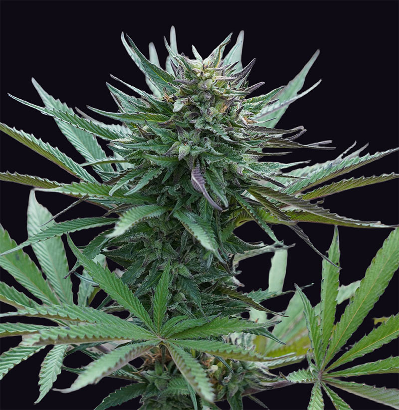 Girl-Scout-Cookies-genehtik-2