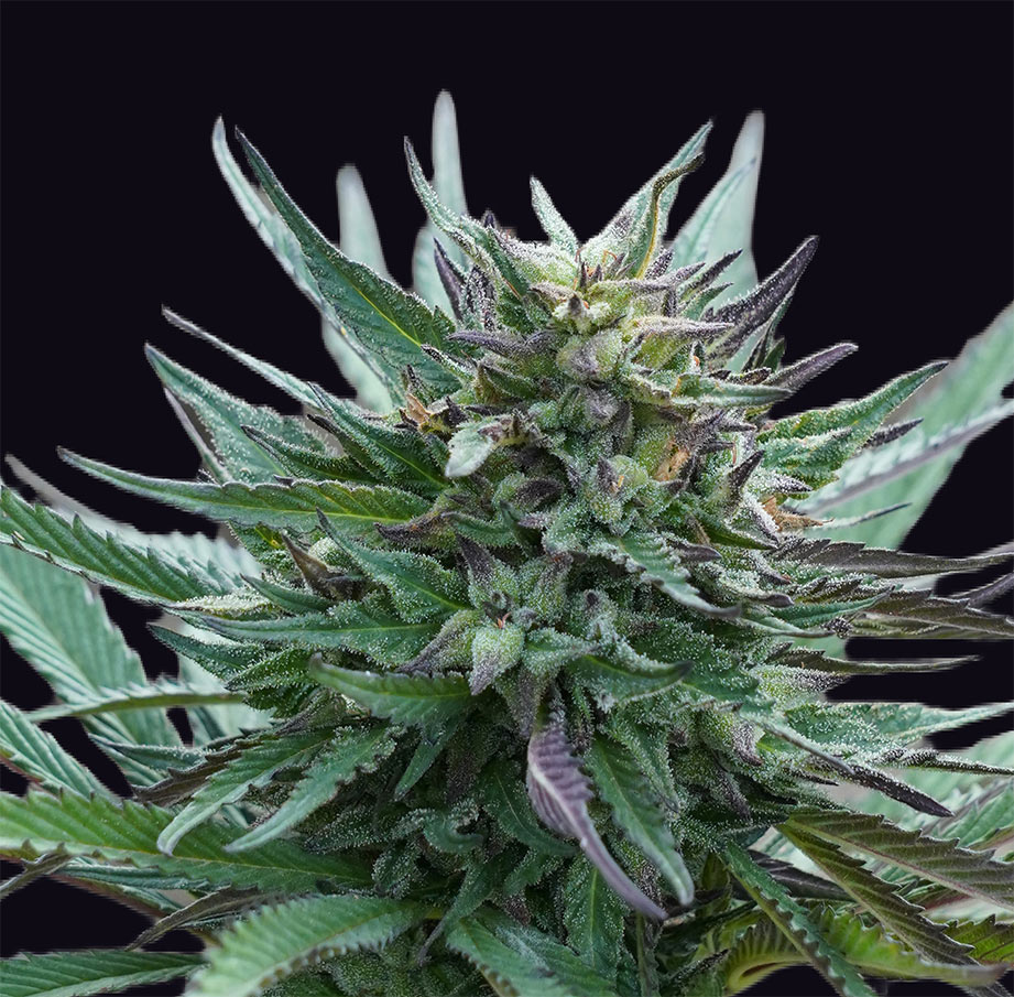 Girl-Scout-Cookies-genehtik Girl-Scout-Cookies-genehtik