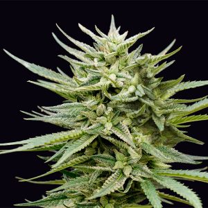 Euskal-Mandarina-genehtik