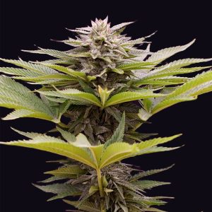 Karamelua-Bilbo-genehtik